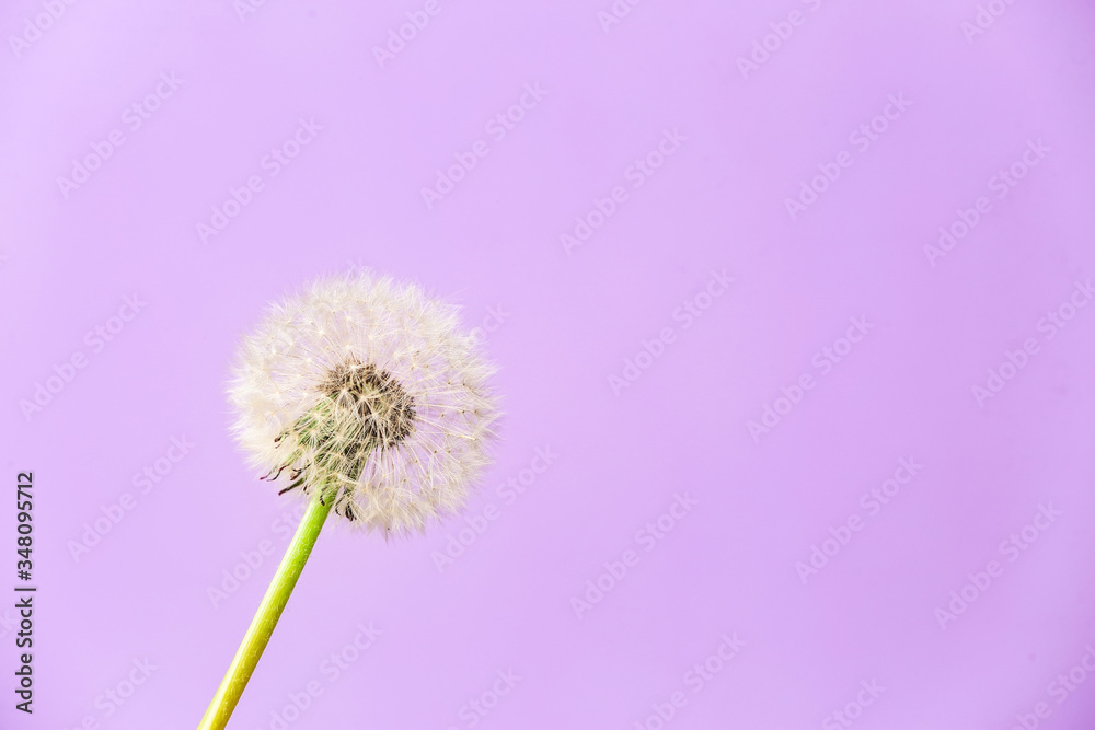 Beautiful dandelion on color background Beautiful dandelion on color background