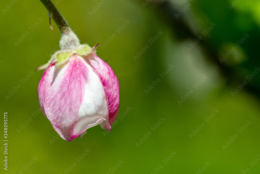 Geschlossene Apfelblüte in der Nahaufnahme Geschlossene Apfelblüte in der Nahaufnahme
