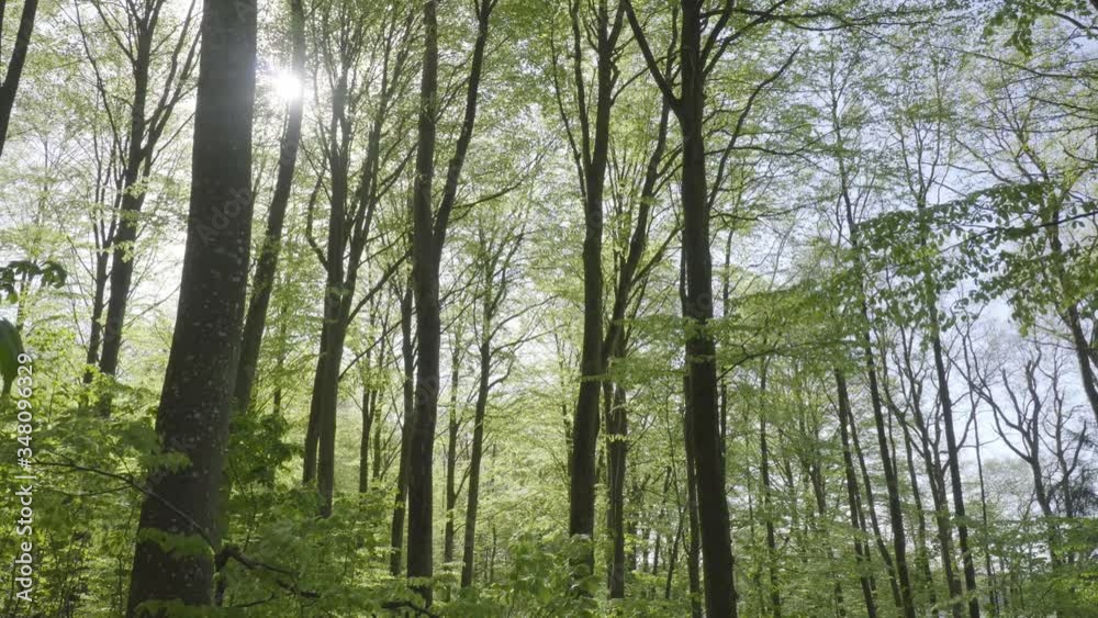 Spring forrest in Denmark with leaves in the foreground Spring forrest in Denmark with leaves in the foreground