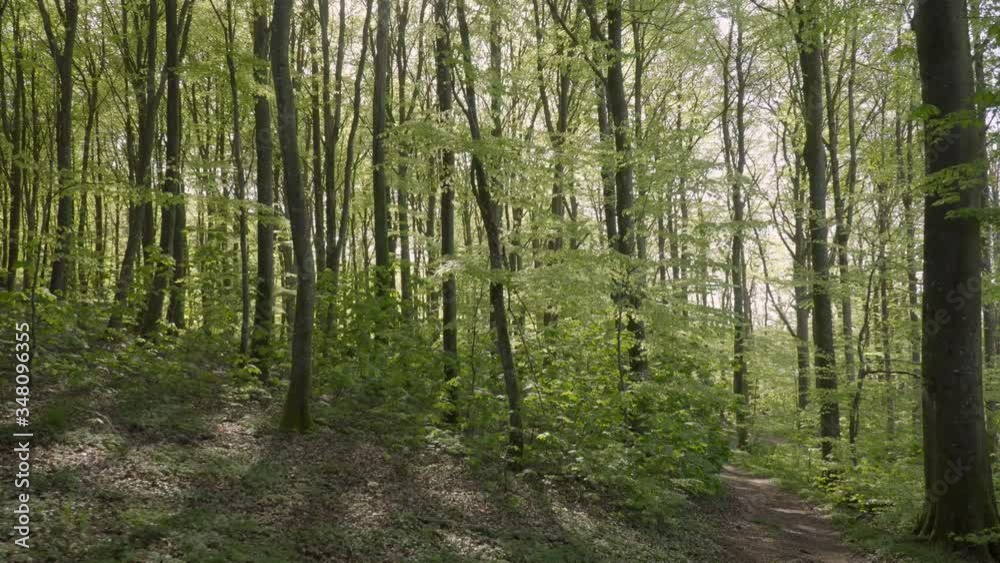 Spring forrest in Denmark with a mountainbike track Spring forrest in Denmark with a mountainbike track