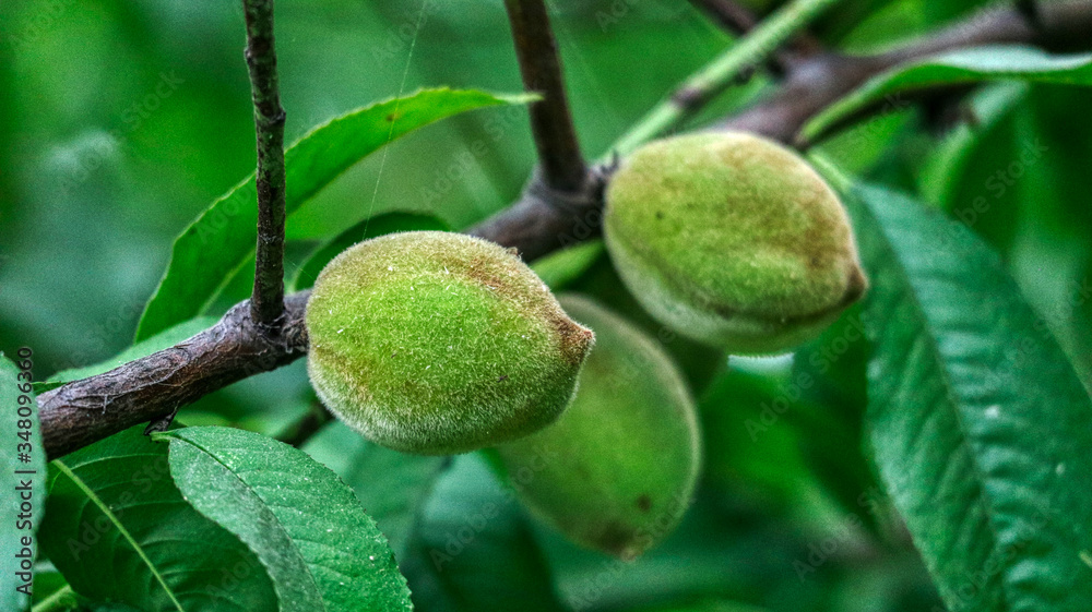 green apples on tree green apples on tree
