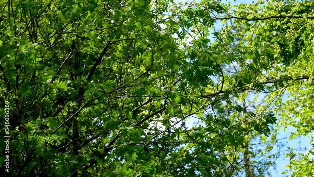 Tree blowing wildly in the wind Tree blowing wildly in the wind
