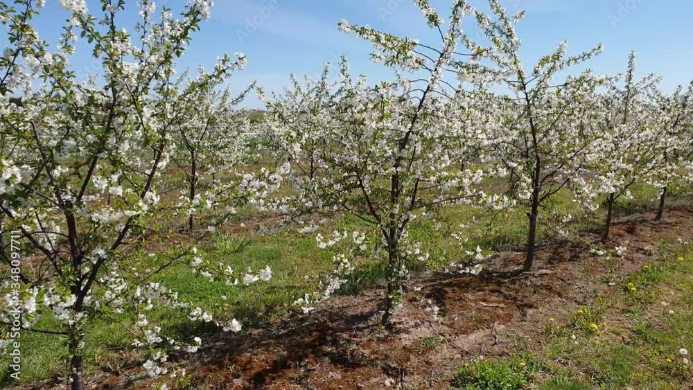 Blooming apple trees Blooming apple trees
