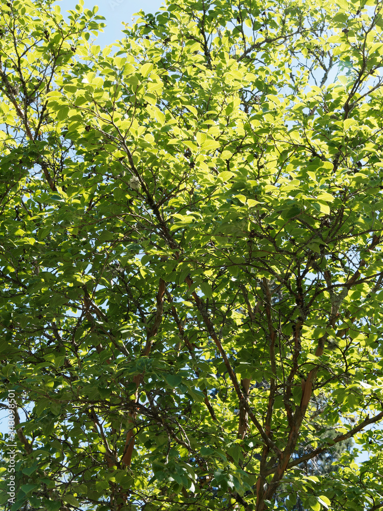 Feuillage elliptique vert ombragé du Stewartia sinensis ou stuartie, arbuste décoratif d'origine asiatique