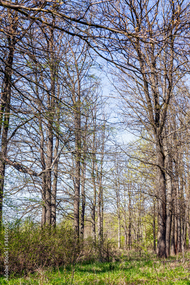 Tall trees with open leaves on early grass on a sunny spring day. Vertical. Tall trees with open leaves on early grass on a sunny spring day. Vertical.