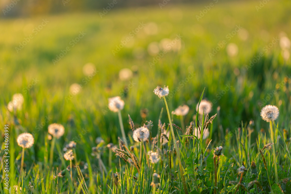 White fluffy dandelions, natural green blurred spring background, selective focus. Dandelion meadow to make dandelion wine. Sunset or sunrise
