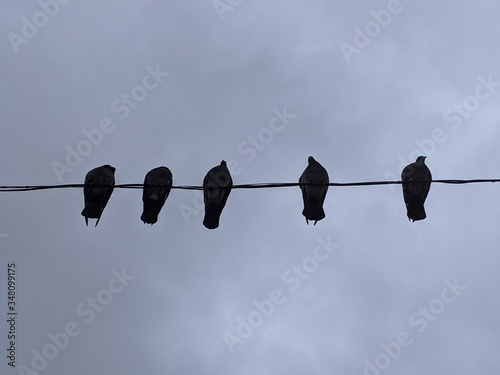 Pigeons are sitting on a wire against a cloudy sky. Silhouettes of birds.