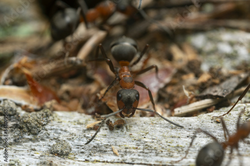 Wood ant, formica, macro photo 