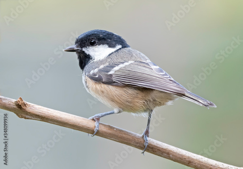 Fototapeta Coal tit and a nice out of focus background