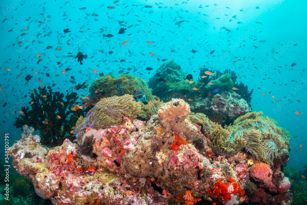 Fototapeta premium Colorful underwater scene of small fish surrounding coral reef formations