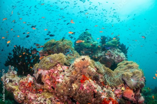 Fototapeta Naklejka Na Ścianę i Meble -  Colorful underwater scene of small fish surrounding coral reef formations