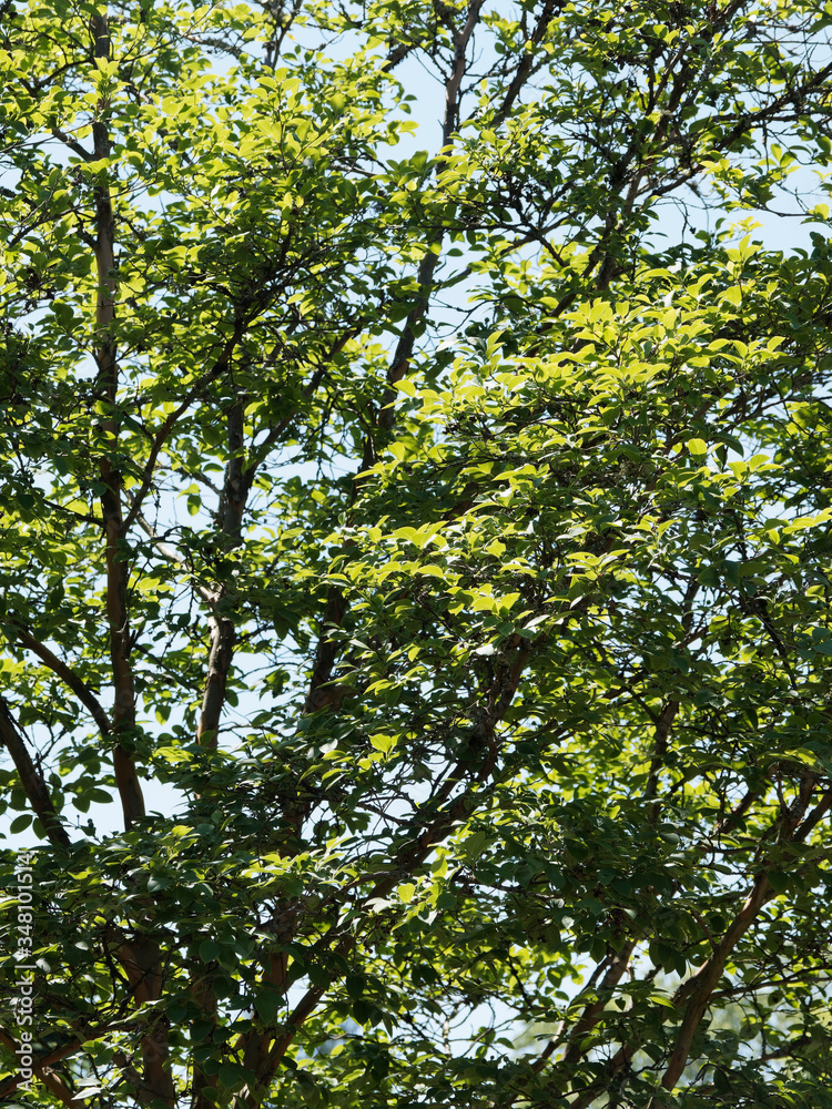Stewartia sinensis ou stuartie, arbuste à écorce décorative rouge-brun aux feuilles ovales vert foncé et dentées Stewartia sinensis ou stuartie, arbuste à écorce décorative rouge-brun aux feuilles ovales vert foncé et dentées