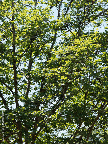 Stewartia sinensis ou stuartie  arbuste      corce d  corative rouge-brun aux feuilles ovales vert fonc   et dent  es 
