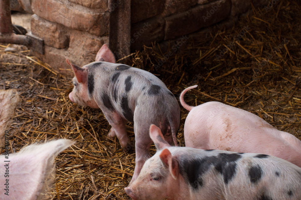 Small piglet in a farm.Domestic animal Small piglet in a farm.Domestic animal
