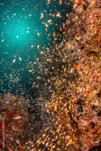 Coral reef scene with tiny reflective fish surrounding a colorful reef
