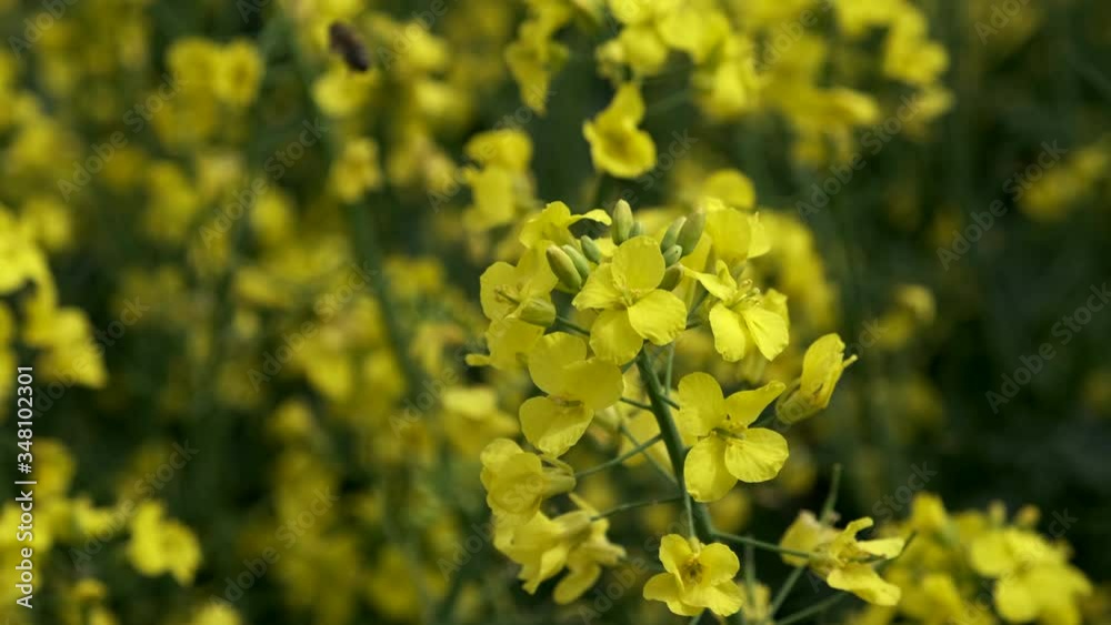 Bee collecting the nectar from colza flowers. Slow motion. Bee collecting the nectar from colza flowers. Slow motion.