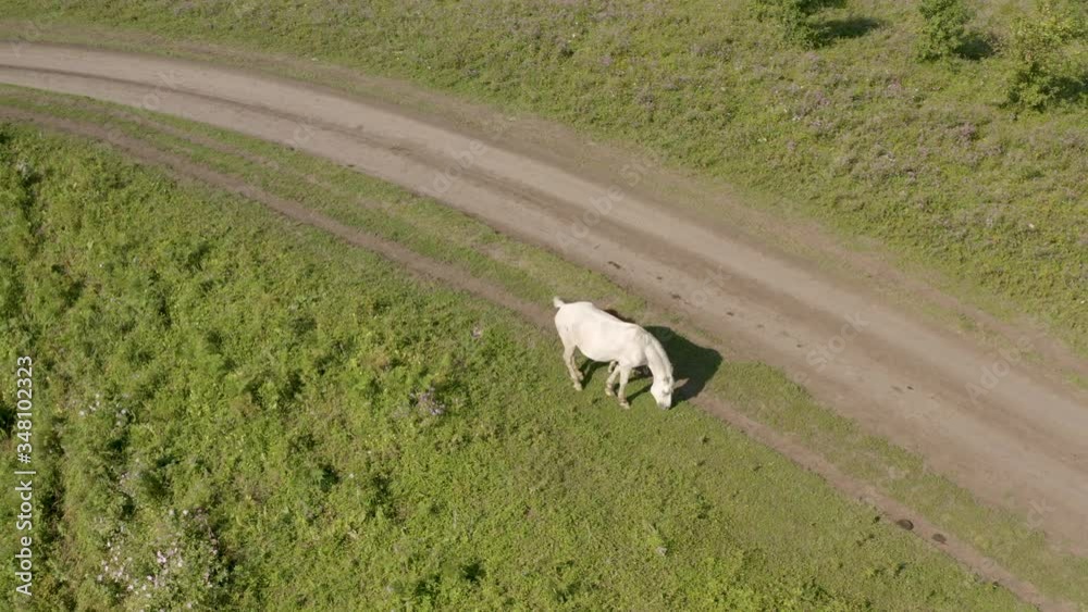 Adult white Horse And Foal Young Horse Grazing On Green Meadow Summer Adult white Horse And Foal Young Horse Grazing On Green Meadow Summer