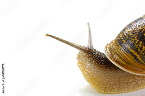 snail close up isolated on white background
