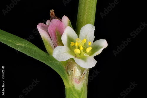 Common Knotgrass (Polygonum aviculare). Flowers Closeup photo