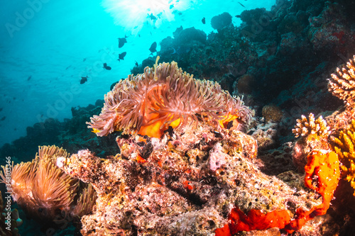 Fototapeta Naklejka Na Ścianę i Meble -  Underwater scene with reef fish surrounding colorful coral reef formations