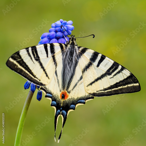 Scarce Swallowtail - Iphiclides podalirius,  beautiful colored swallowtail from European meadows and bushes, Zlin, Czech Republic. photo