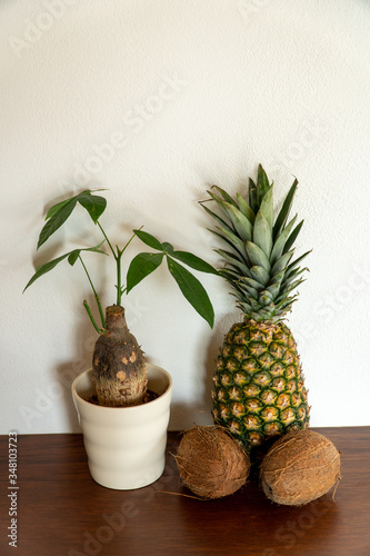 pineapple and coconuts on wood with a white wall in the background