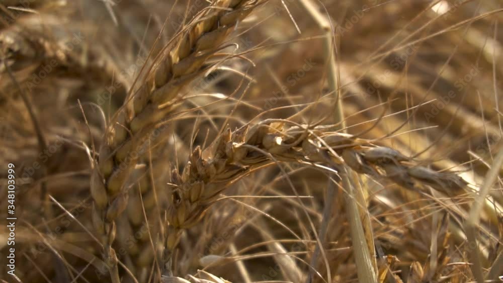 Closeup Of Golden Organic Wheat In A Crop On A Farm. Closeup Of Golden Organic Wheat In A Crop On A Farm.