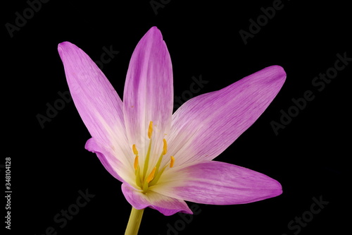 Autumn Crocus  Colchicum speciosum . Flower Closeup