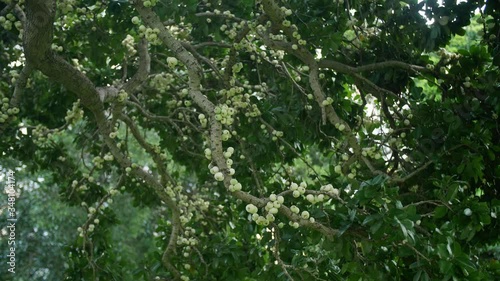 Syzygium Moorei Tree Full Of Fruits - Cauliflory Fruits - Circular Quay In Sydney, NSW, Australia - close up shot photo