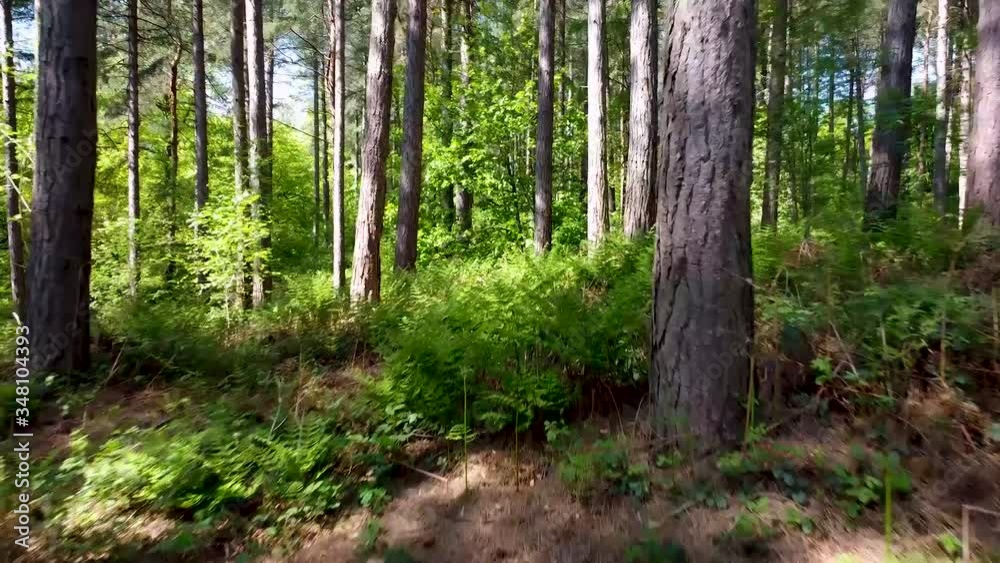 A relatively low glide though the forest A relatively low glide though the forest