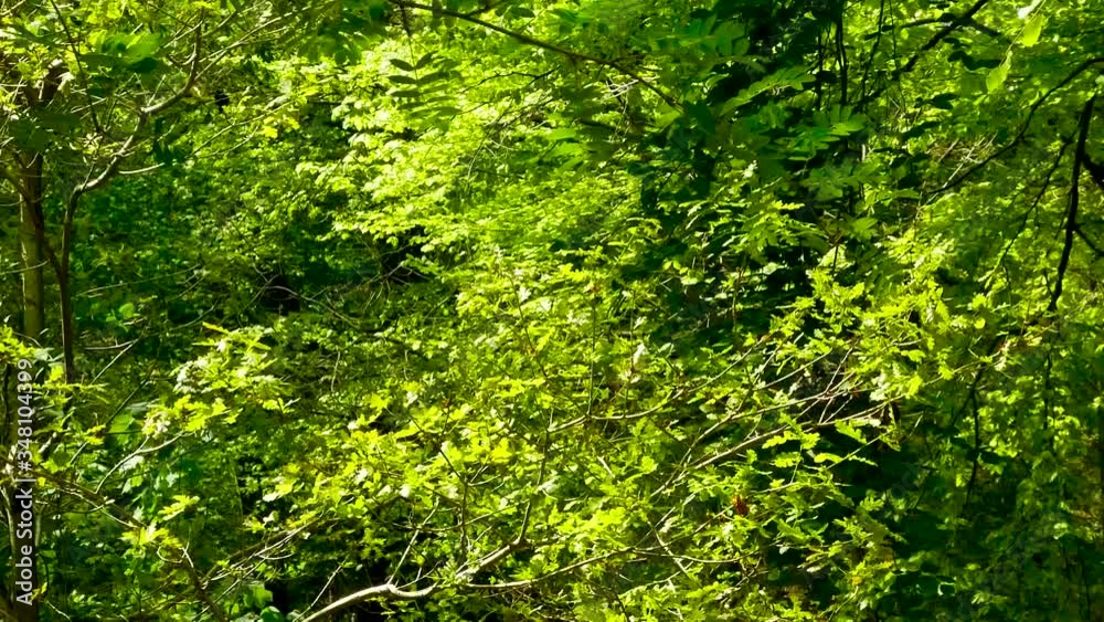 A pan through the trees