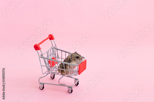 asian hamster runs away and sits in shopping cart