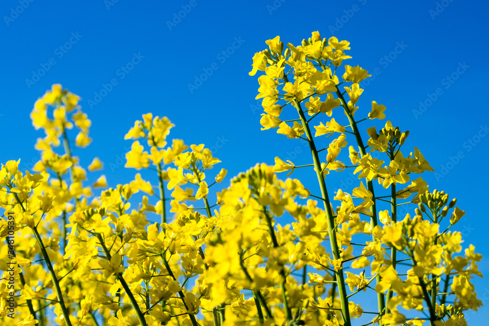 Zbliżenie na kwiaty rzepaku Brassica napus Zbliżenie na kwiaty rzepaku Brassica napus