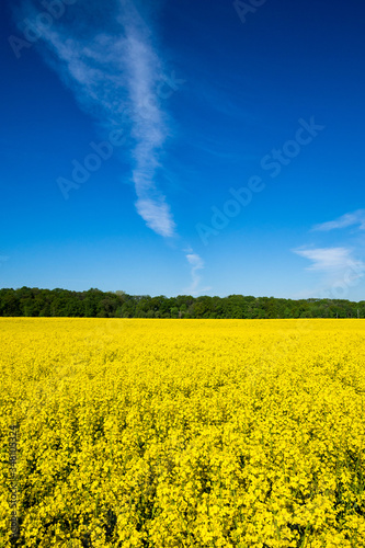 Pole rzepaku Brassica napus w szerokim kadrze