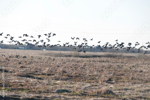 A flock of geese on vacation in a field flying North in the spring