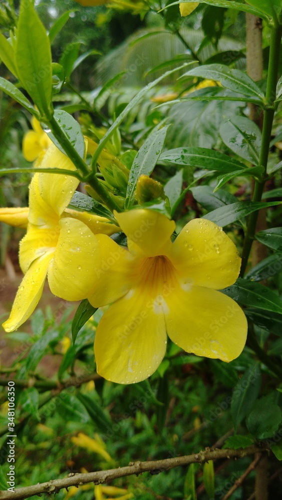 yellow flowers