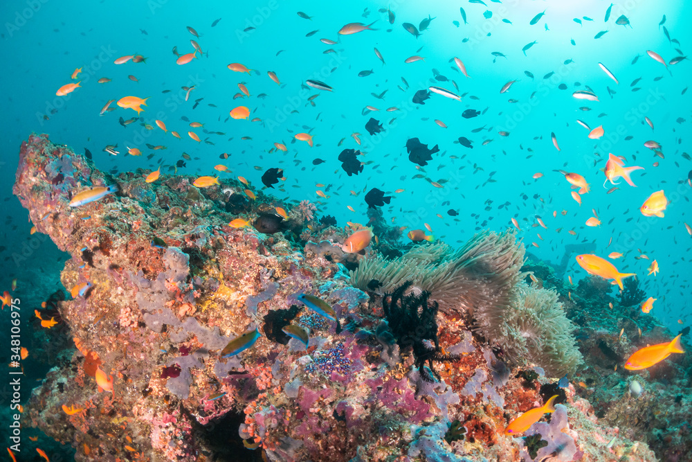 Fototapeta premium Colorful coral reef surrounded by tropical schools of small fish in clear blue water