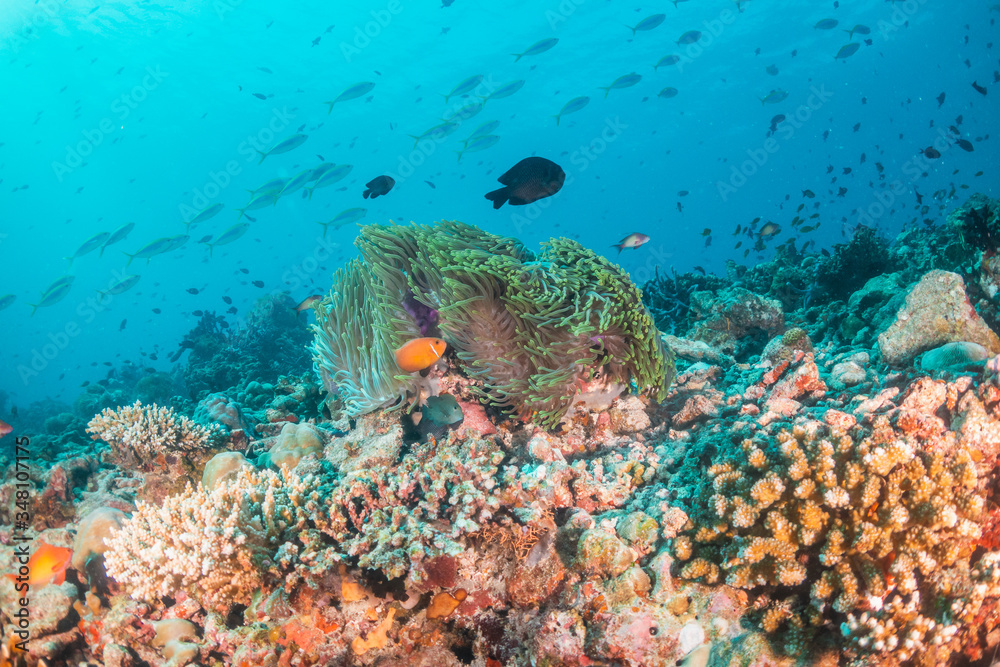 Naklejka premium Orange anemonefish swimming inside a soft coral in clear blue water