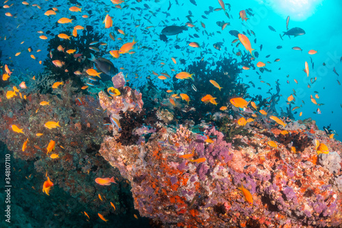 Colorful coral reef surrounded by tropical schools of small fish in clear blue water