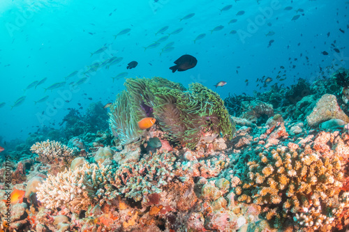Fototapeta Naklejka Na Ścianę i Meble -  Orange anemonefish swimming inside a soft coral in clear blue water