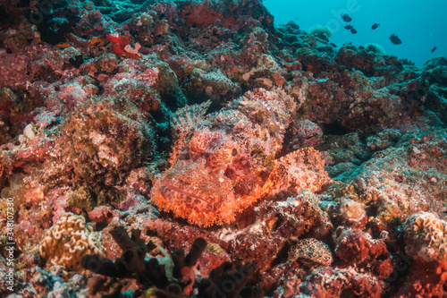 Scorpion fish camouflaged resting on the reef © Aaron