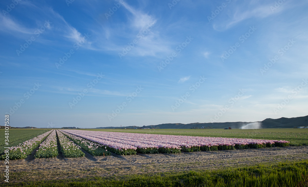 Tulipfields Julianadorp Netherlands