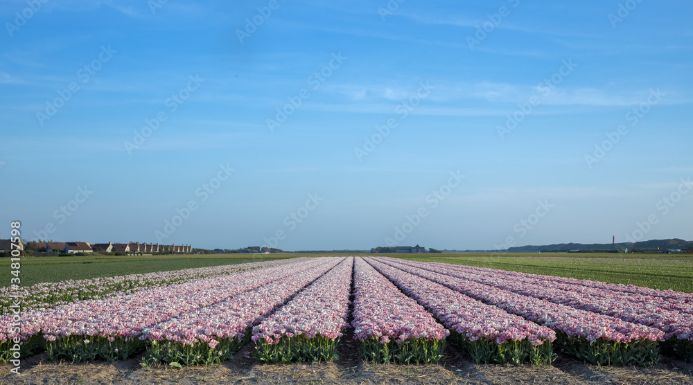Tulipfields Julianadorp Netherlands