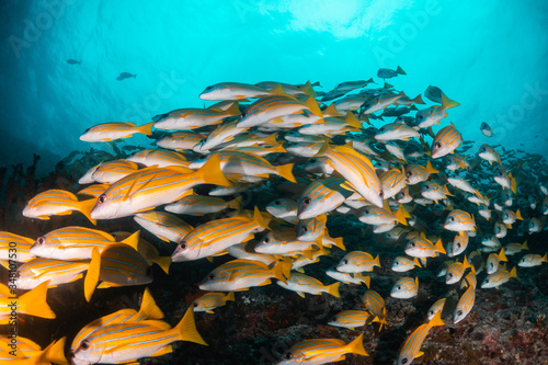 School of yellow reef fish swimming together around the coral © Aaron