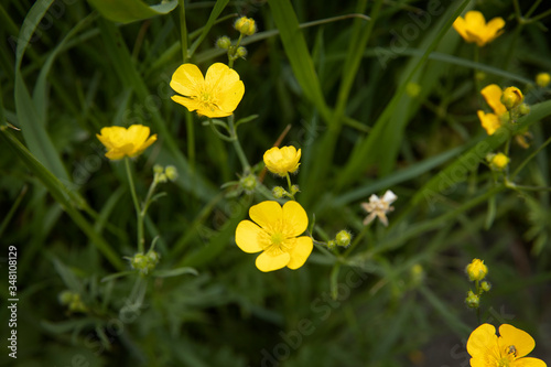 Buttercup flower. Netherlands