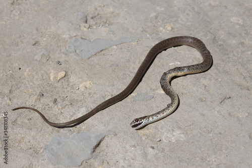 Snake with open jaws krupnom plan looks at camera and crawls. Viper and in the courtyard, the concept of catching snakes