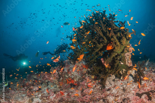 Scuba divers swimming over a colorful coral reef surrounded with fish