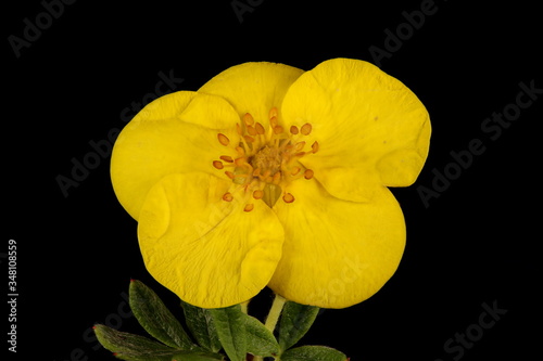 Shrubby Cinquefoil (Dasiphora fruticosa). Flower Closeup