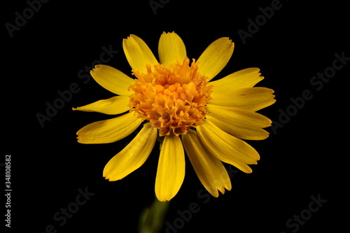 Common Ragwort  Senecio jacobaea . Capitulum Closeup