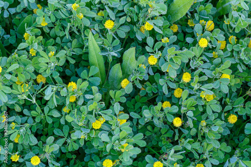 Medicago lupulina. Alfalfa lupulina con flores amarillas y cubiertas de rocío. photo